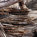 Deadwood at Wapta Falls