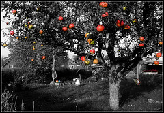 Red apples (Un arbre de Noël)