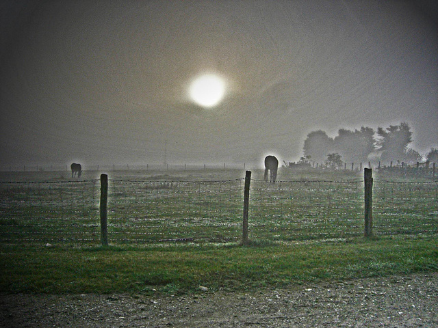 brouillard du matin brouillard du matin