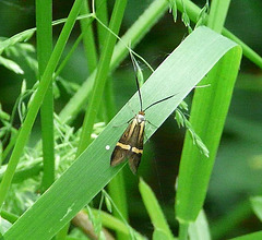 Nemophora degeerella -Female