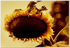 Autumn sunflower