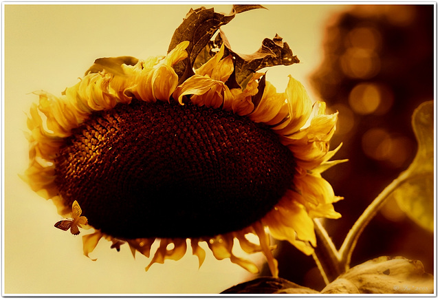 Autumn sunflower