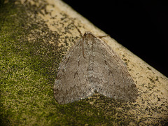 November Moth