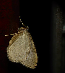 November Moth agg.
