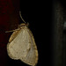 November Moth agg.