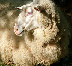 Ich bin ein Schaf - na und - mi estas ŝafo - nu - kio do