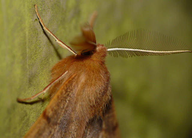 Feathered Thorn -Male