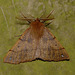 Feathered Thorn -Top
