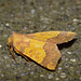 Barred Sallow -Side