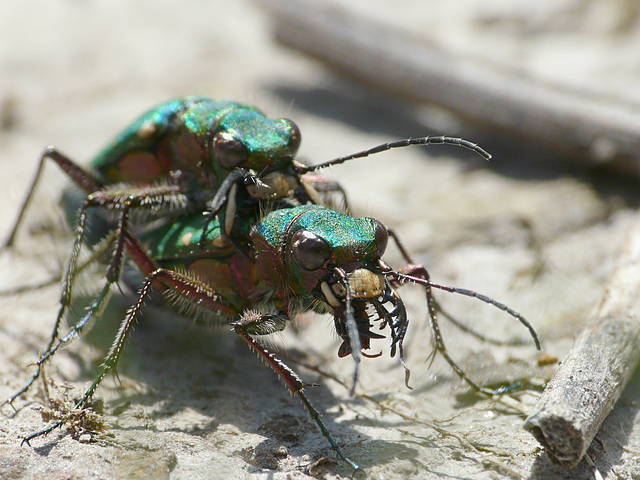 Green Tiger Beetles -Serious Mandibles
