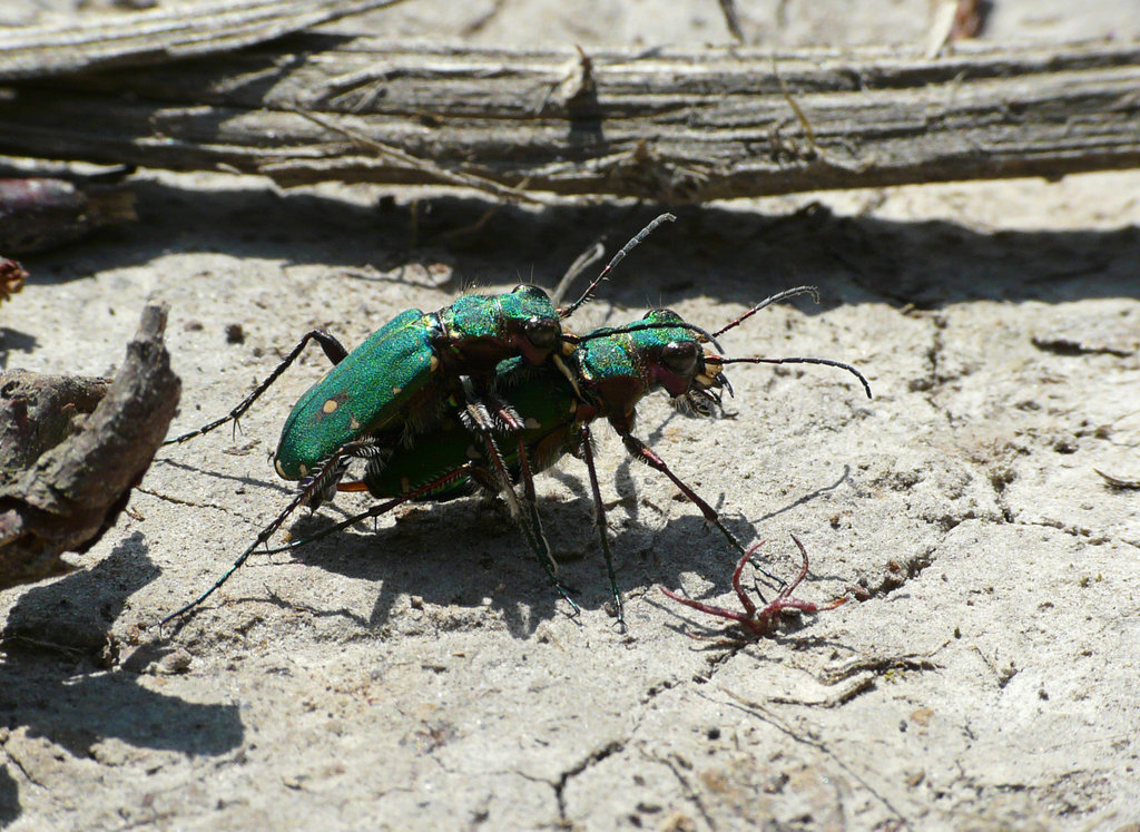 Green Tiger Beetles Mating pair