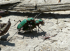Green Tiger Beetles Mating pair
