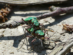 Green Tiger Beetles