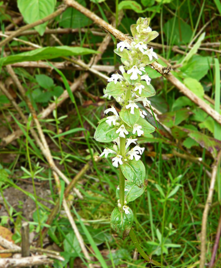 White Bugle Plant