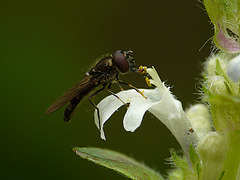 Hoverfly on White Bugle