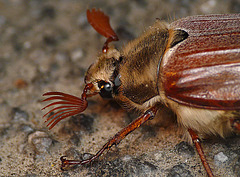 Cockchafer Beetle Face Side
