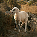 Gramvoussa Lamb