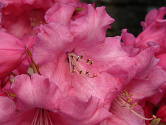 Garden Rhododendron