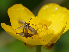 Micropterix calthella Mating Pair