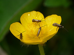 Several Micropterix calthella