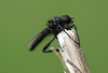 St Mark's Fly -Male