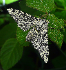 Peppered Moth