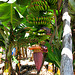 Bananenplantage auf La Palma