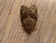 Syndemis musculana Moth