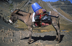 The Bucket Donkey