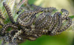 Small Tortoiseshell Caterpillars
