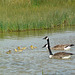 Canadian Geese and Family