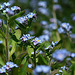 Forget Me Not A Lot!