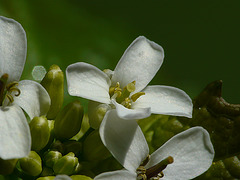 Garlic Mustard Flower