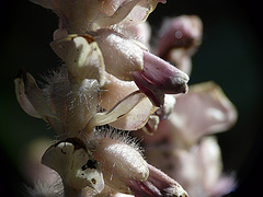 Toothwort Flowers
