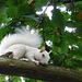 Albino Squirrel 1