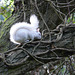 Albino Squirrel 2