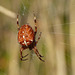 Red Garden Spider