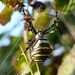 Wasp Spider Large