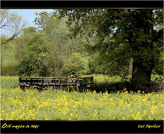 old wagon in May