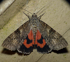 Red Underwing  -Open