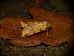 Pink-barred Sallow -Side