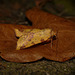 Pink-barred Sallow -Side