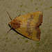 Centre-barred Sallow -Top