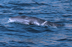 Sea of Sesimbra, juvenile Minke Whale trapped by a fishing net (2)