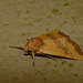 Centre-barred Sallow -Side