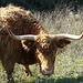 Vicious, Fanged, Man (or Woman) Eating Longhorn
