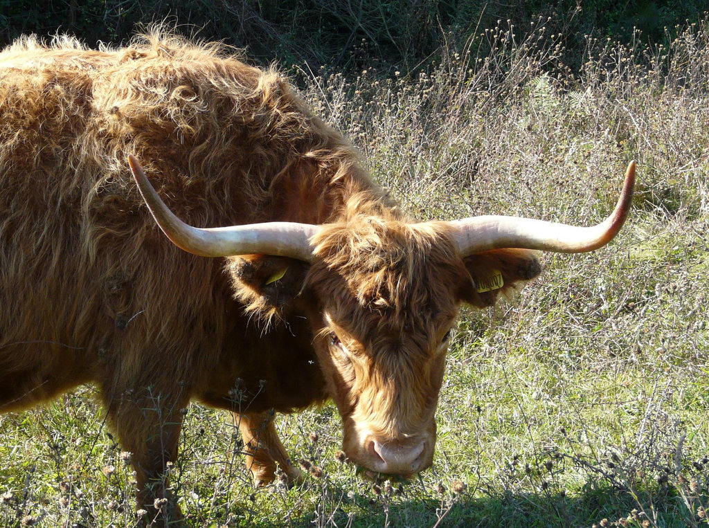 Vicious, Fanged, Man (or Woman) Eating Longhorn