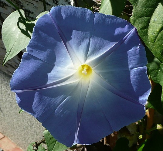 Die Blaue Blume