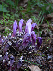 Purple Toothwort @ Kew