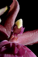 Orchid1detail1